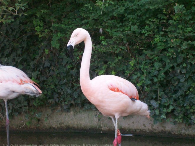 Photo de Flamand rose