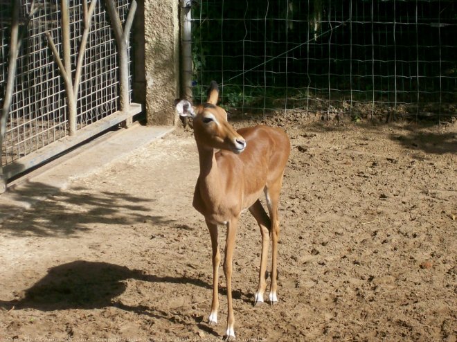 Photo d'Impala