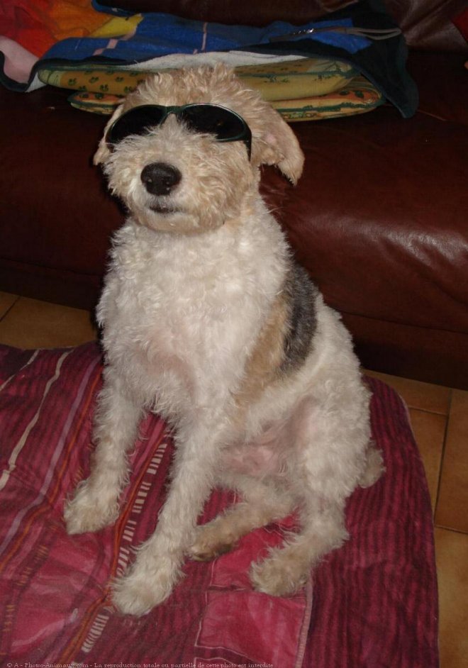 Photo de Fox terrier  poil dur