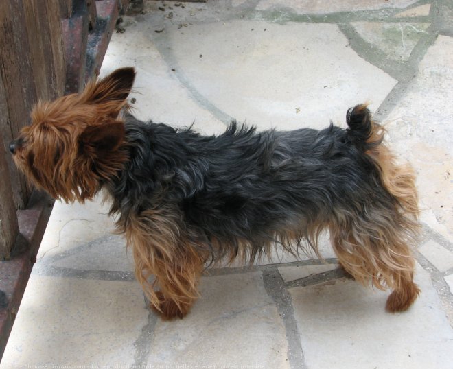 Photo de Yorkshire terrier