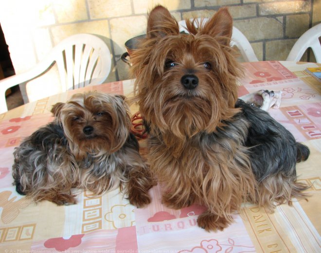 Photo de Yorkshire terrier