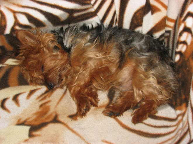 Photo de Yorkshire terrier