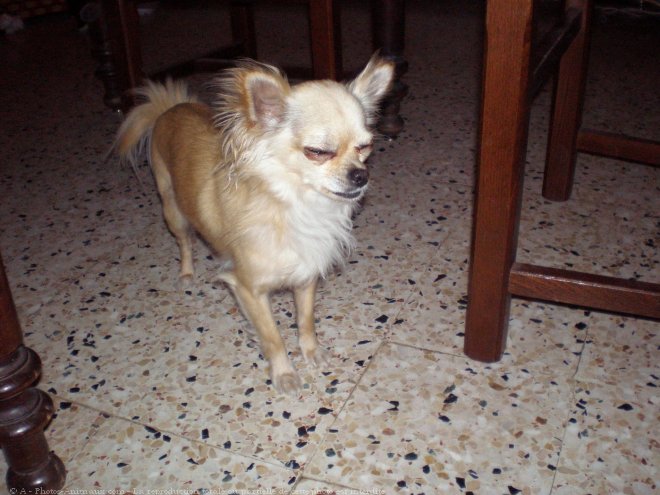 Photo de Chihuahua  poil long