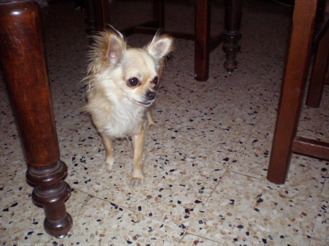 Photo de Chihuahua  poil long