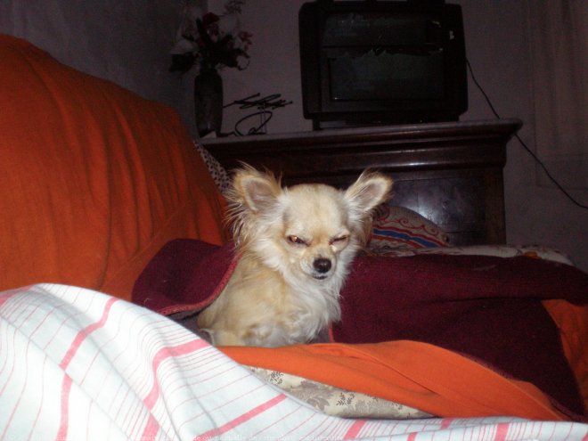 Photo de Chihuahua  poil long