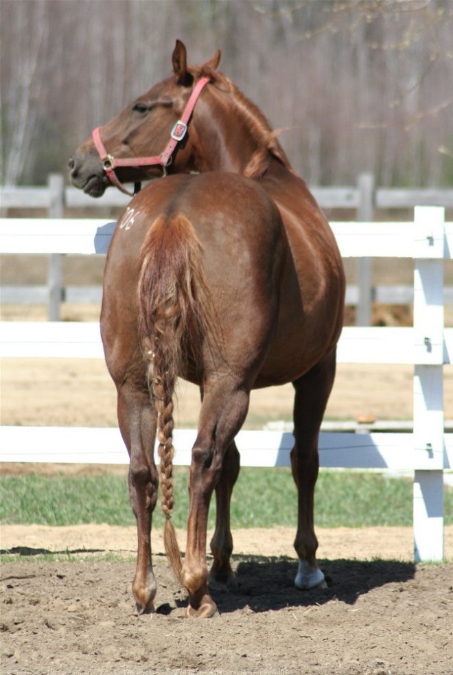 Photo de Quarter horse