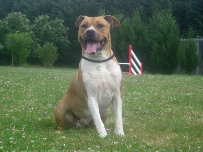 Photo d'American staffordshire terrier