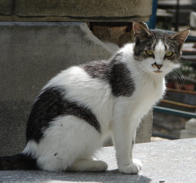 Photo de Chat domestique