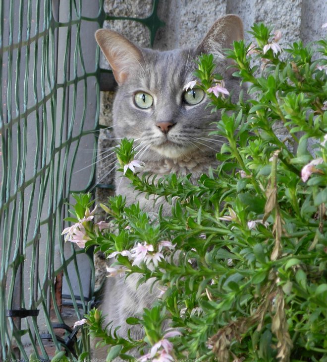 Photo de Chat domestique