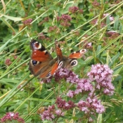 Photo de Papillon