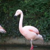 Photo de Flamand rose