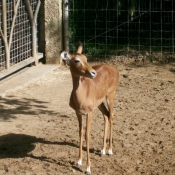 Photo d'Impala