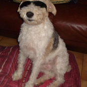 Photo de Fox terrier  poil dur