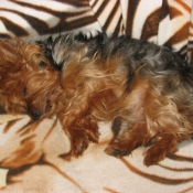 Photo de Yorkshire terrier