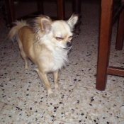 Photo de Chihuahua  poil long