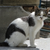 Photo de Chat domestique