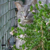 Photo de Chat domestique