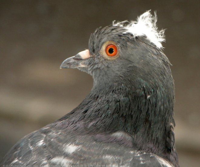 Photo de Pigeon