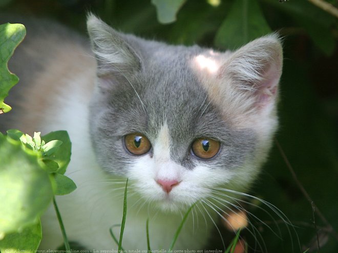 Photo de British shorthair