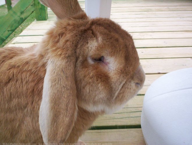 Photo de Lapin