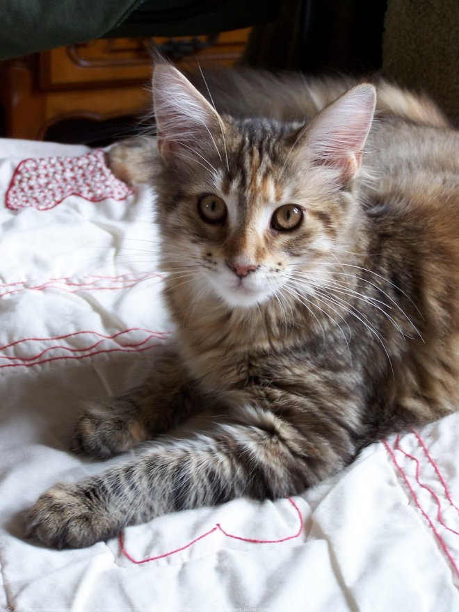 Photo de Maine coon