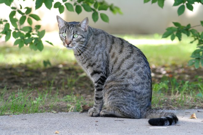 Photo de Chat domestique