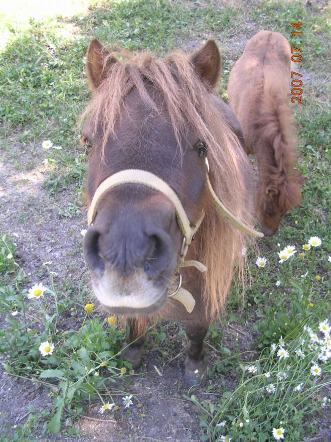 Photo de Poney (toutes races)