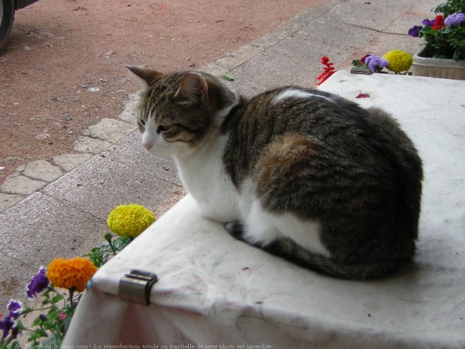 Photo de Chat domestique