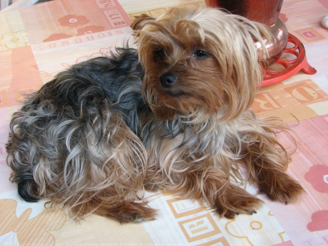 Photo de Yorkshire terrier