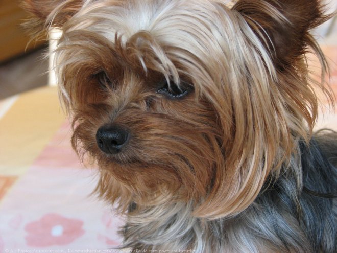 Photo de Yorkshire terrier