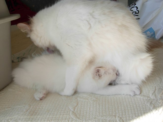 Photo de Ragdoll