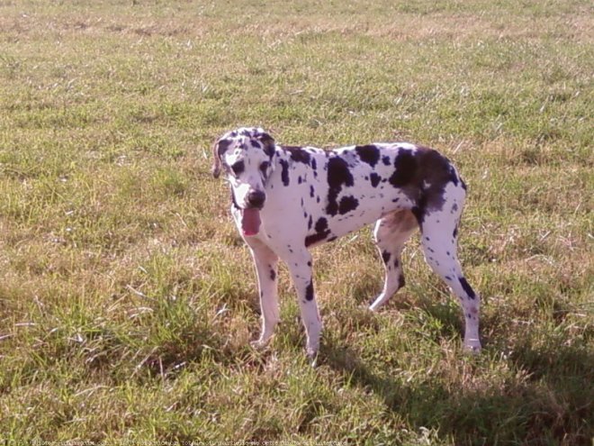 Photo de Dogue allemand