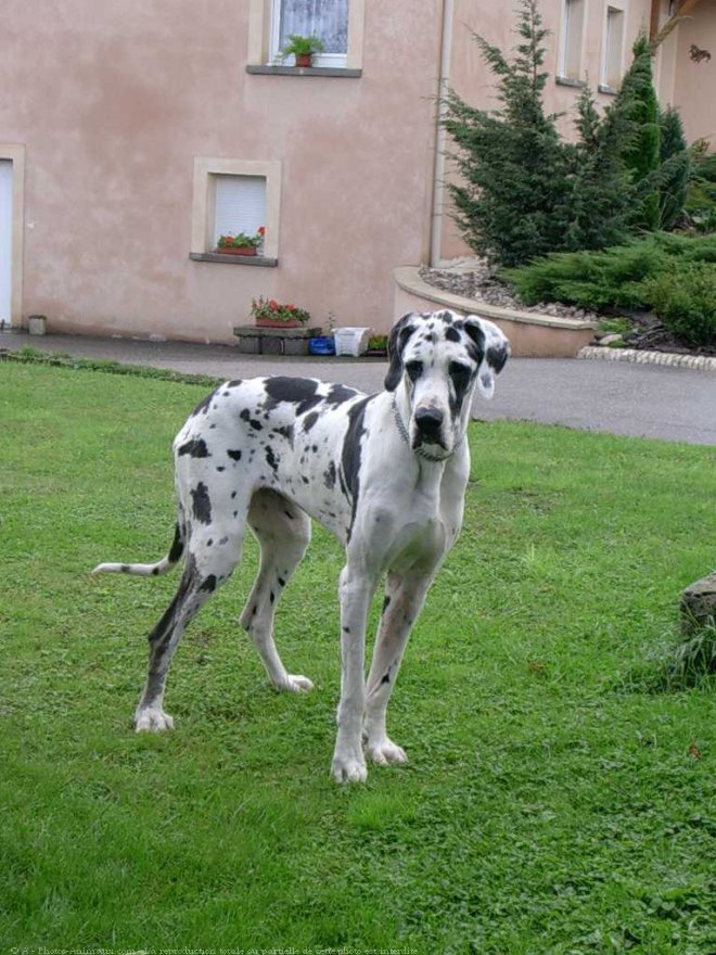 Photo de Dogue allemand