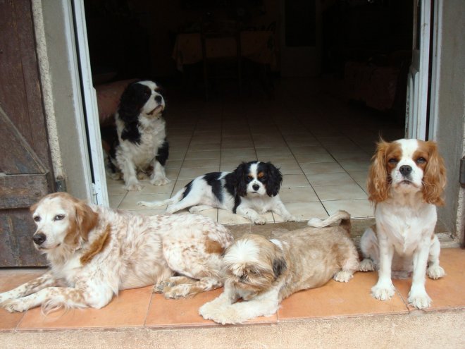 Photo de Cavalier king charles spaniel