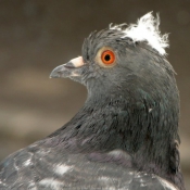 Photo de Pigeon