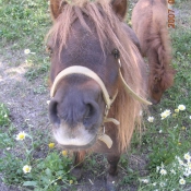 Photo de Poney (toutes races)