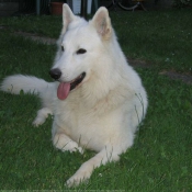 Photo de Berger blanc suisse