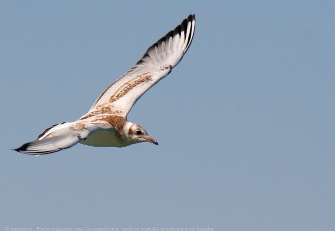 Photo de Mouette