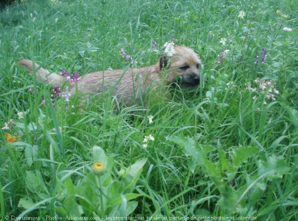 Photo de Border terrier