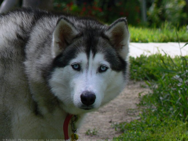 Photo de Husky siberien