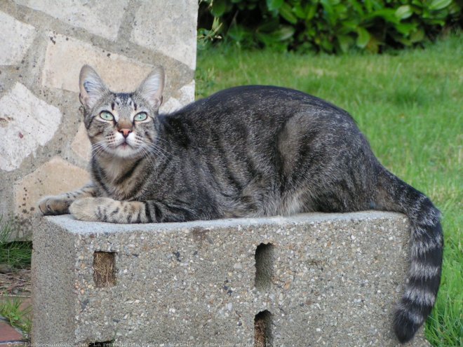 Photo de Chat domestique