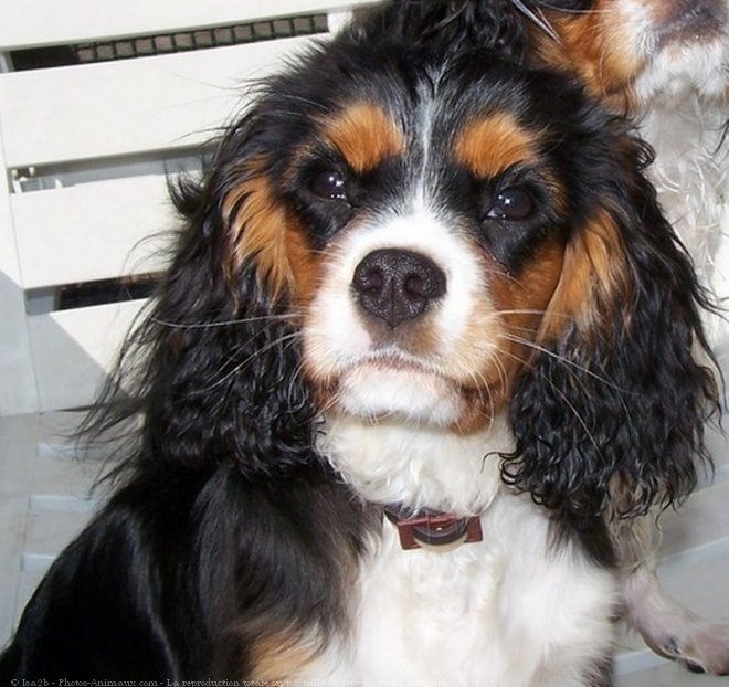 Photo de Cavalier king charles spaniel