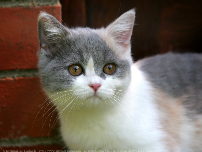 Photo de British shorthair