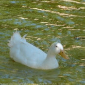 Photo de Canard