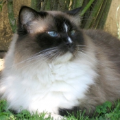 Photo de Ragdoll