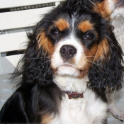 Photo de Cavalier king charles spaniel