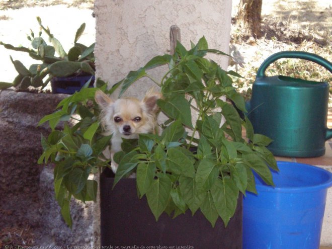 Photo de Chihuahua  poil long