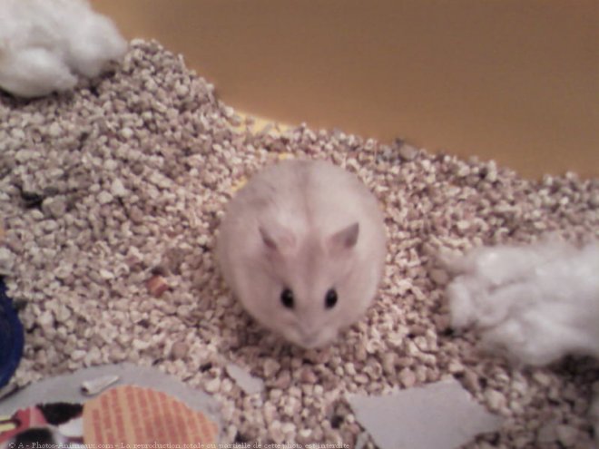 Photo de Hamster