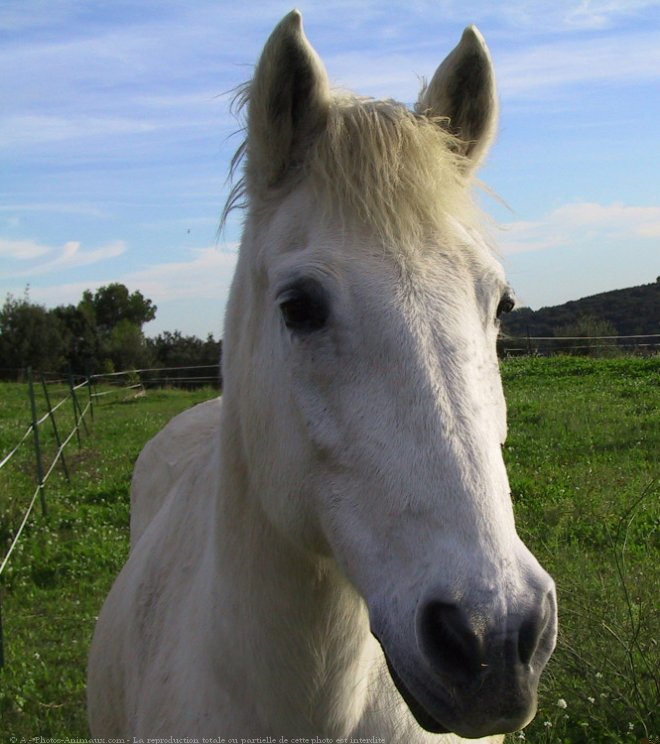 Photo de Camargue