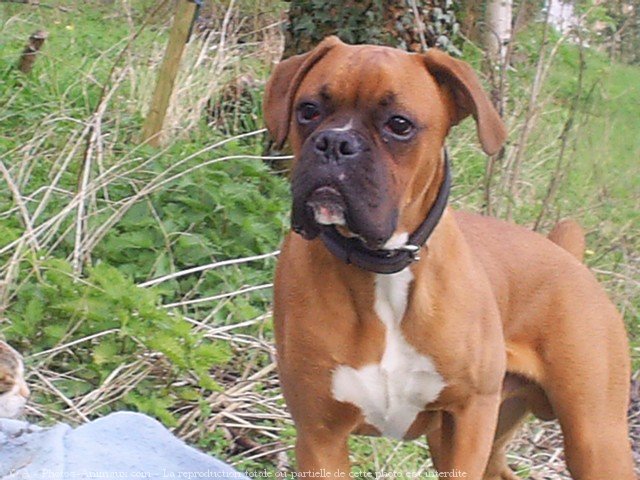 Photo de Boxer